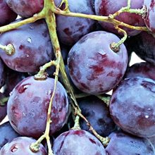 ТОЛЕДО декор фрукты фиолет.(виноград 1)200*200*7 14-00-55-140-5
